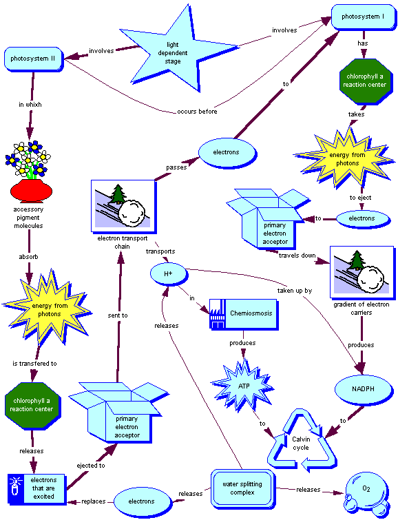 Light Dependent Reactions Map BIOL 1114 Oklahoma State University