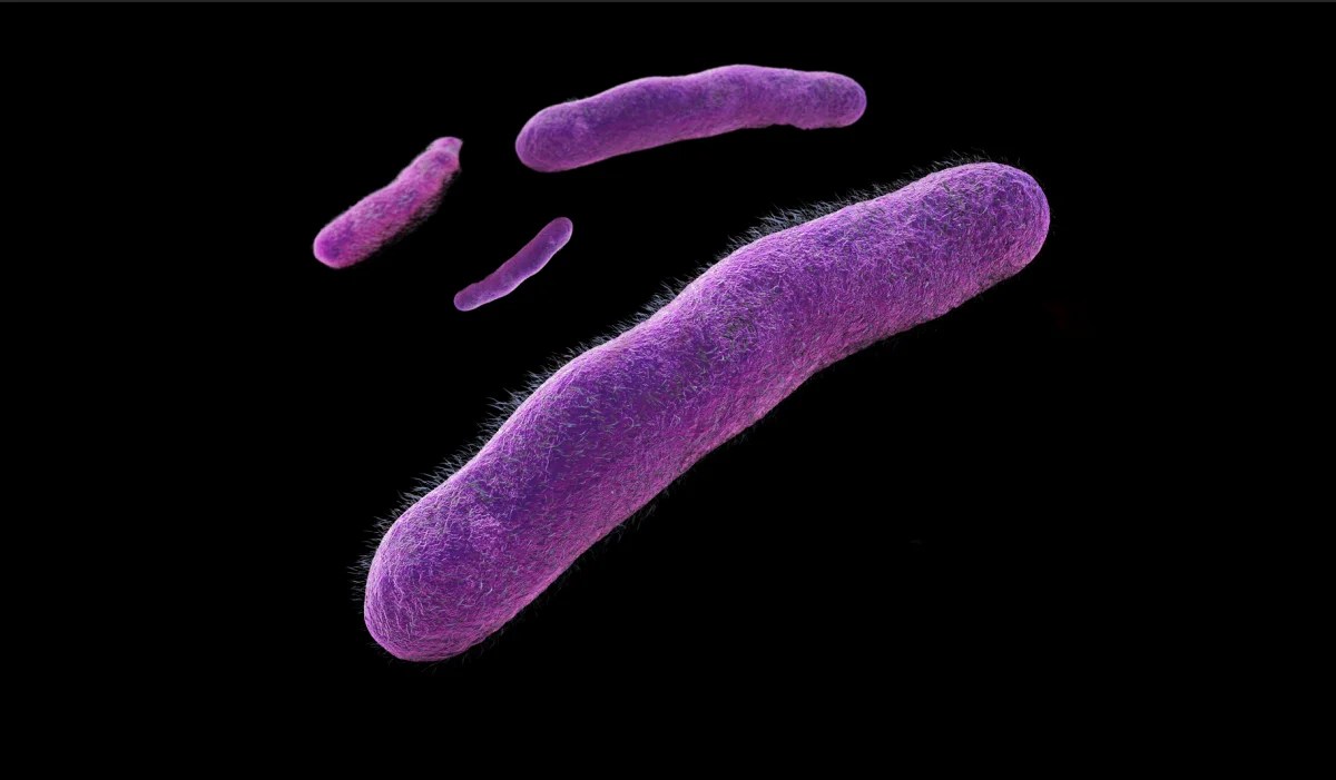 Microbial Top Facts Shigella
