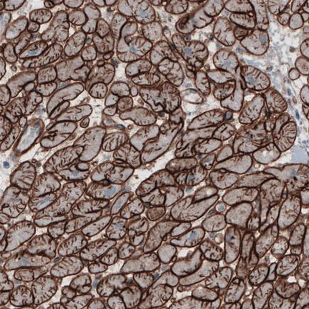 Cardiomyocytes BioLamina