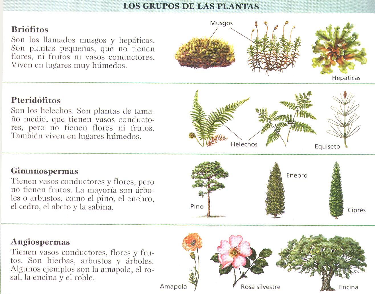 lo mejor de 904 taxonomia de las plantas