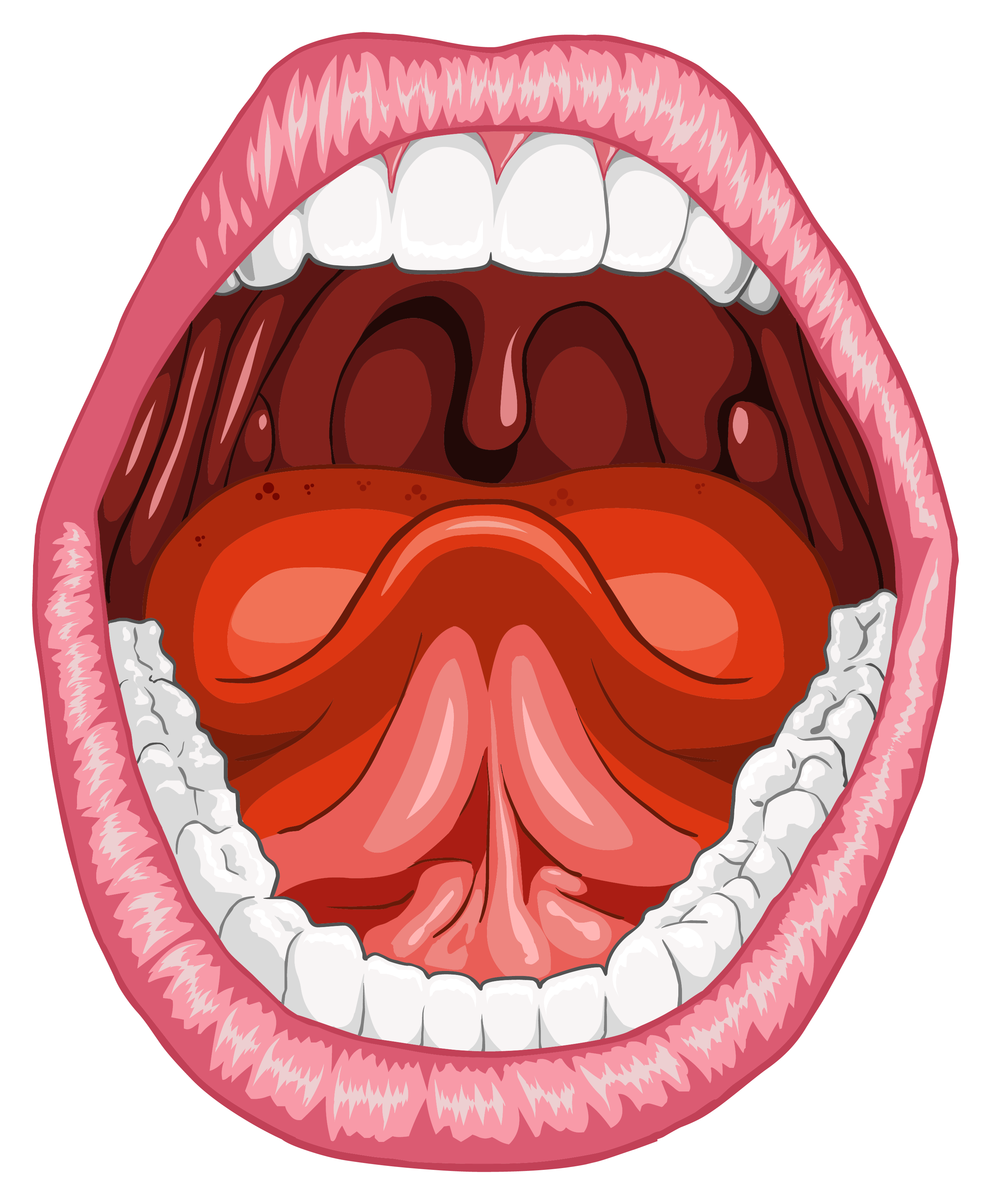 Boca; Cavidad Bucal; Cavidad Oral