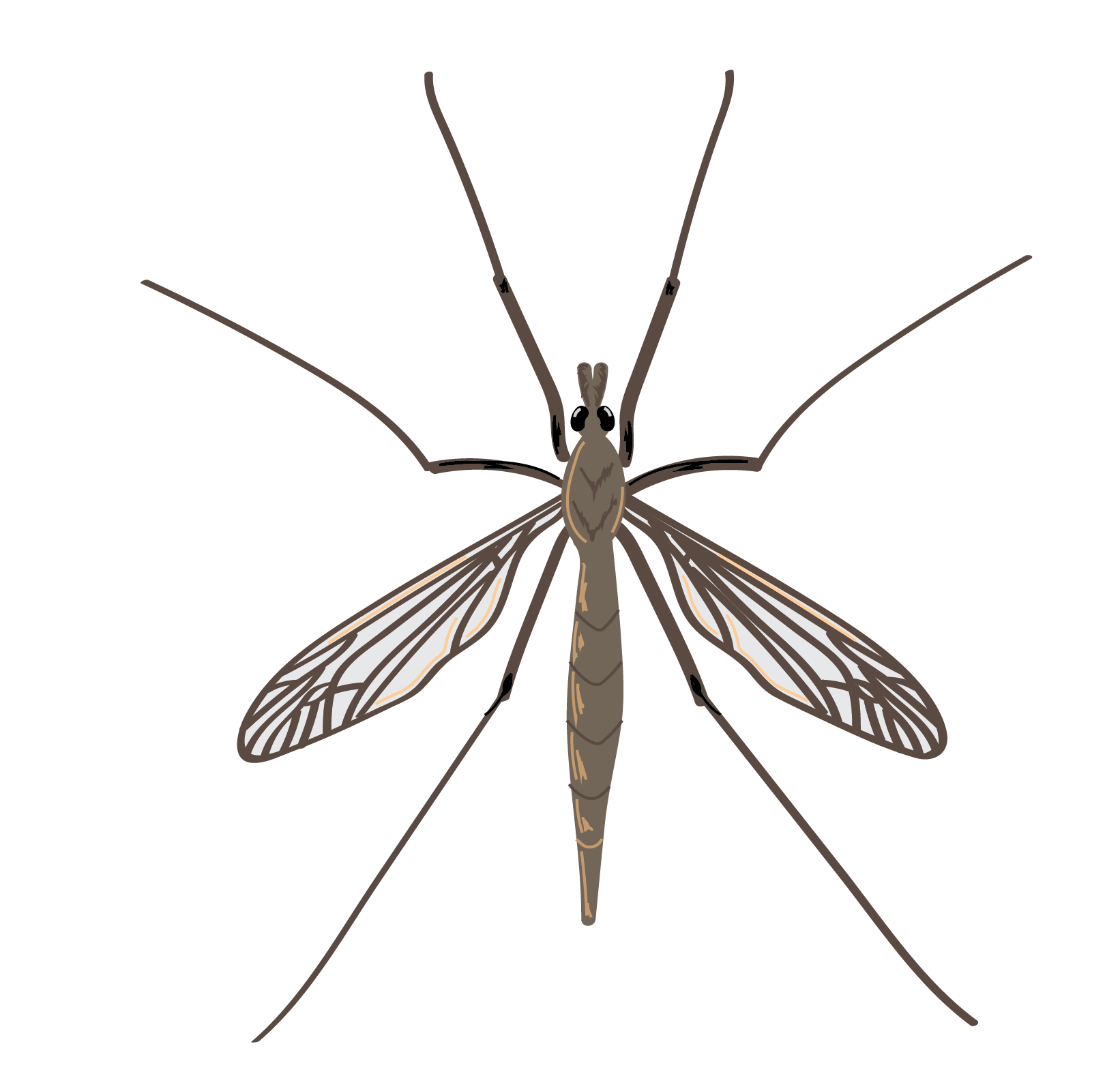 How to Kill Crane Flies with Nematodes BioLogic Company