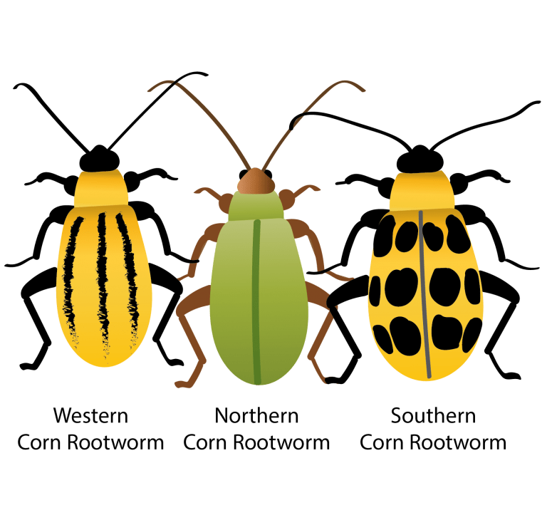 corn rootworms01 BioLogic Company
