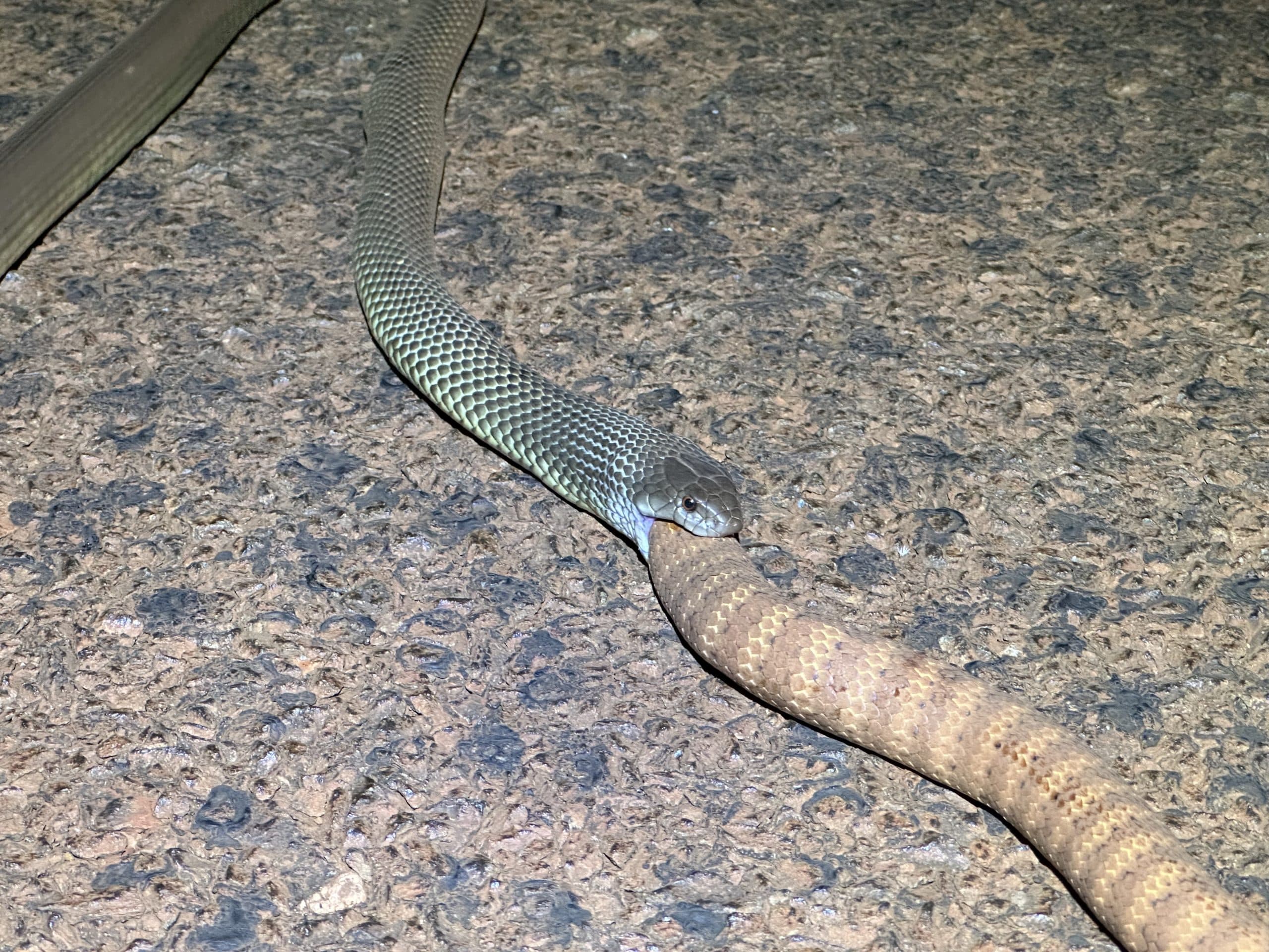 In the arid interior, it's a snakeeatsnake world » Biologic Environmental