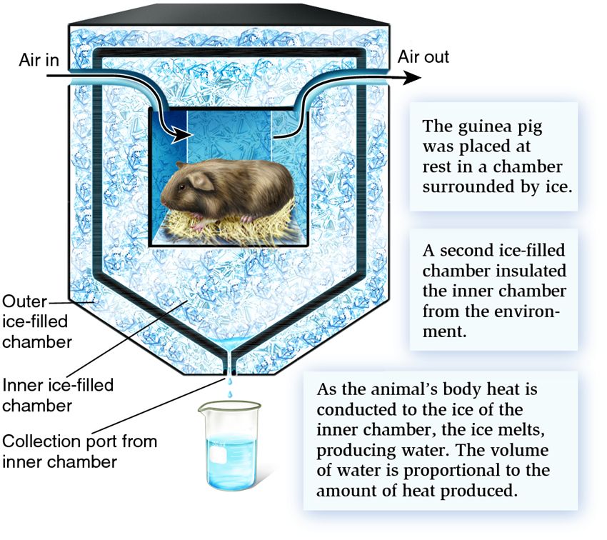 Lavoisier's pioneering direct calorimetry method of measuring BMR
