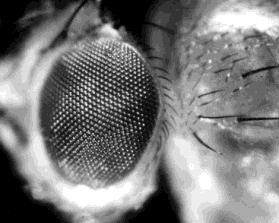 View Seeing Through Compound Eyes