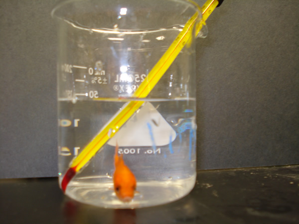 BIO LAB REPORT.docx Bishop-Mbachu 1 Goldfish Experiment:...