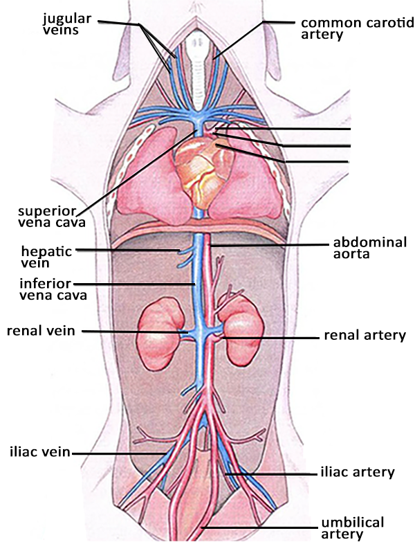 Ultimate Fetal Pig Anatomy Review