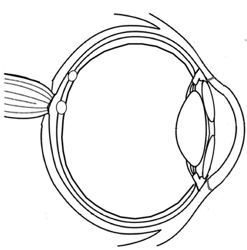 Anatomy of the Eye (Coloring)