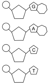 DNA - The Double Helix, Coloring Worksheet