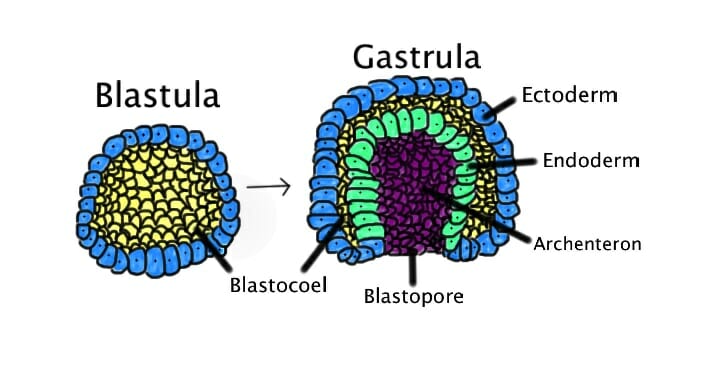 Gastrulation - Definition And Types | Biology Dictionary
