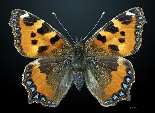 Bilateral Symmetry Definition and Examples Biology Dictionary
