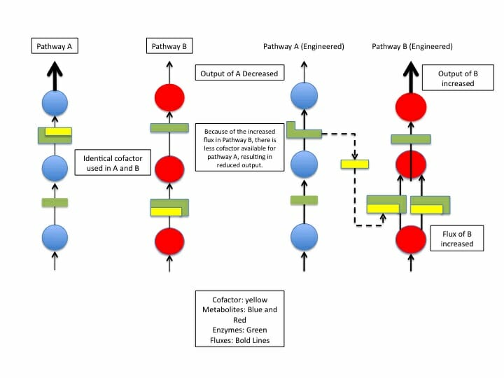 Cofactor Definition, Types and Examples Biology Dictionary