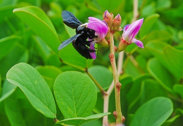 Coevolution Definition and Examples Biology Dictionary