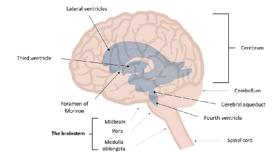 Choroid Plexus Anatomy