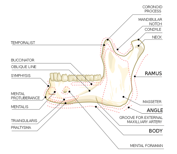 Mandible The Definitive Guide Biology Dictionary