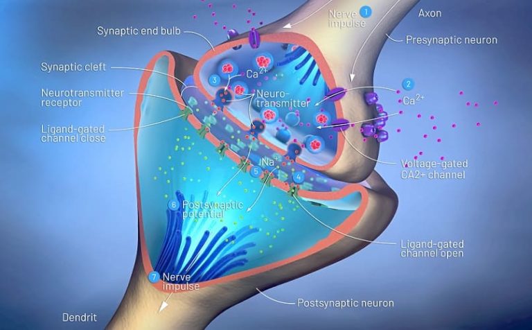 Botulinum Toxin The Definitive Guide Biology Dictionary