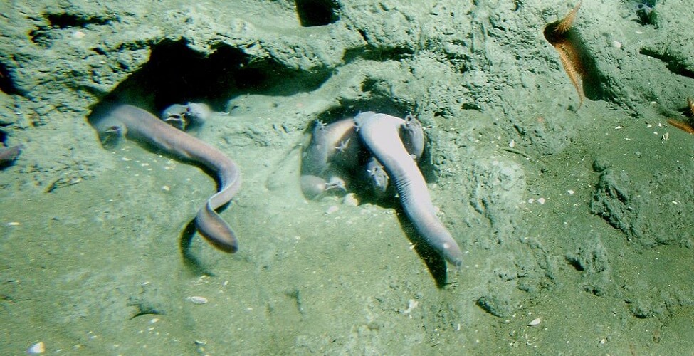 Vertebrate The Definitive Guide Biology Dictionary