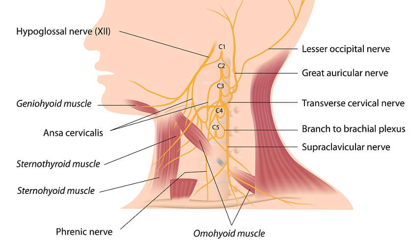 Phrenic Nerve The Definitive Guide Biology Dictionary