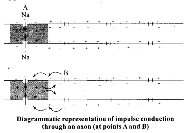 Study Notes on Neural Control and Coordination Biology Ease