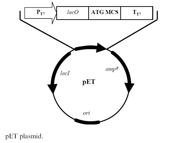 pET and pBAD expression systems Biology Ease