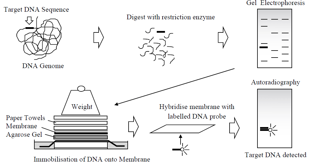 Nucleic Acid Analysis Methods Biology Ease