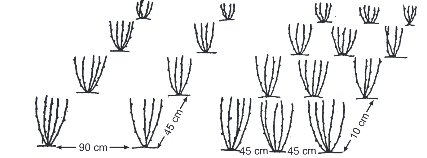 Cultivation of Mulberry Biology Ease