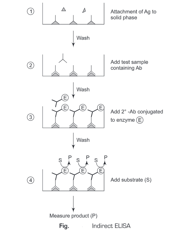 ELISA and Its Types - Biology Ease