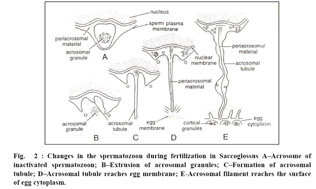 Fertilization Definition and Mechanism Biology Ease