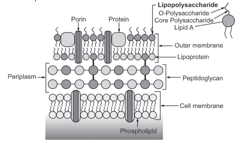 Bacterial Cell Wall: Types, Composition and Function - Biology Ease