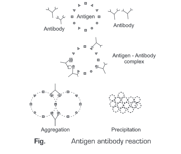 Antigen Antibody Reactions Biology Ease