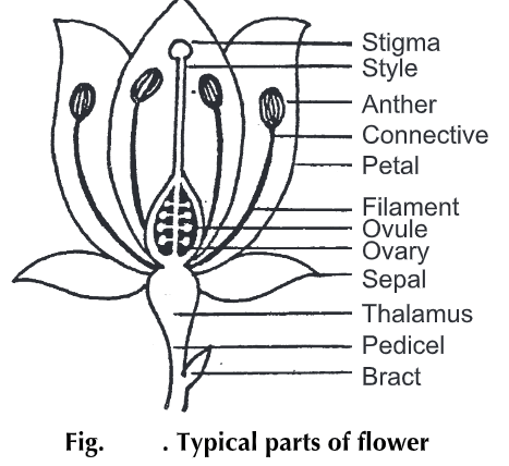 Flower Structure Diagram