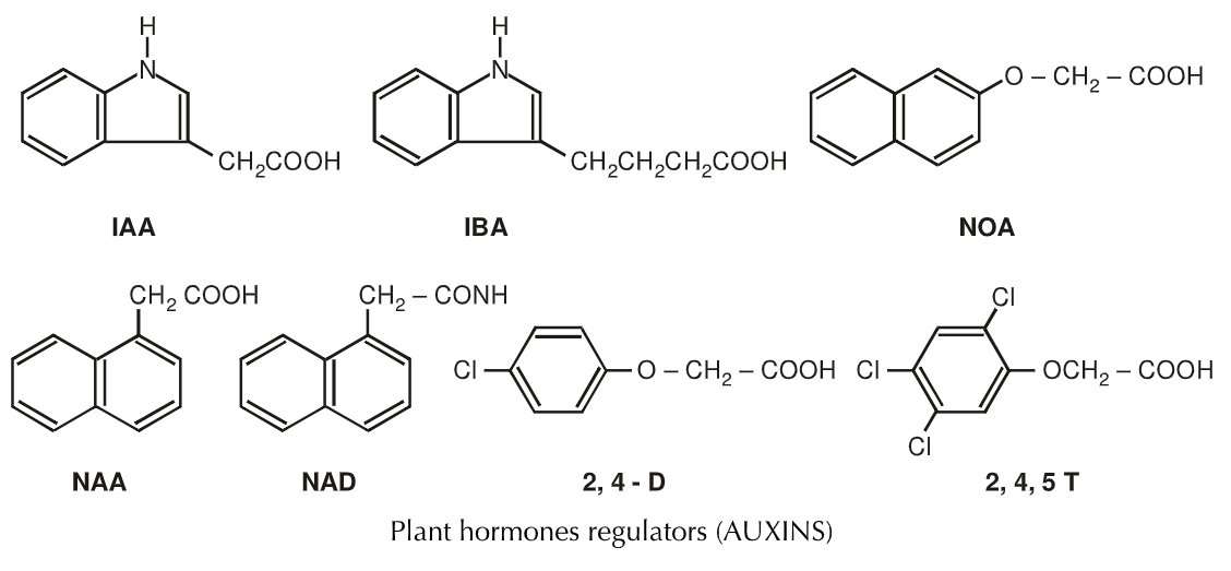 Plant Hormones and their functions Biology Ease