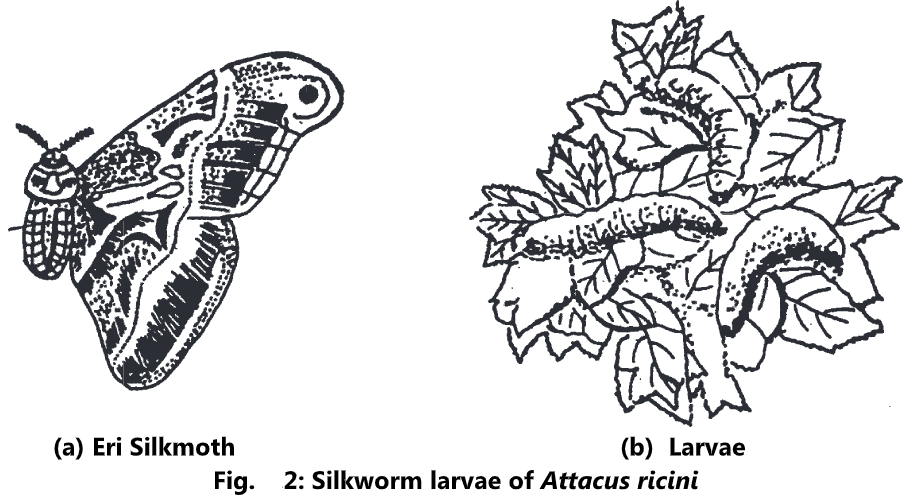 Types of Silkworms Biology Ease