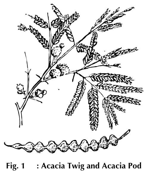 Gum Acacia Biology Ease