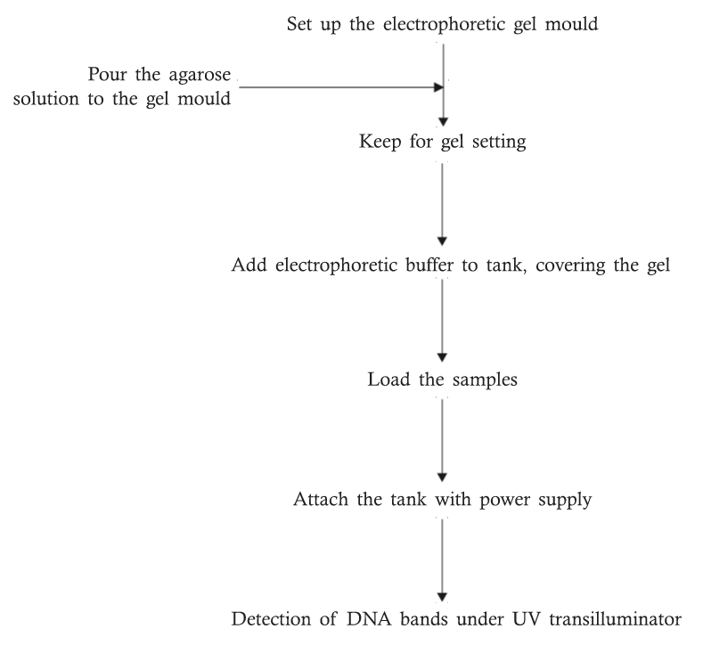 Agarose Gel Electrophoresis Biology Ease