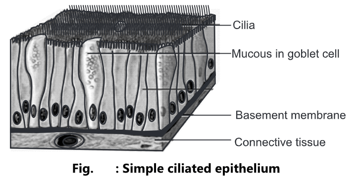 Ciliated Epithelium Labeled