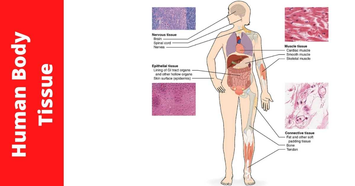 Human Body Tissue What They Do and Why They Matter