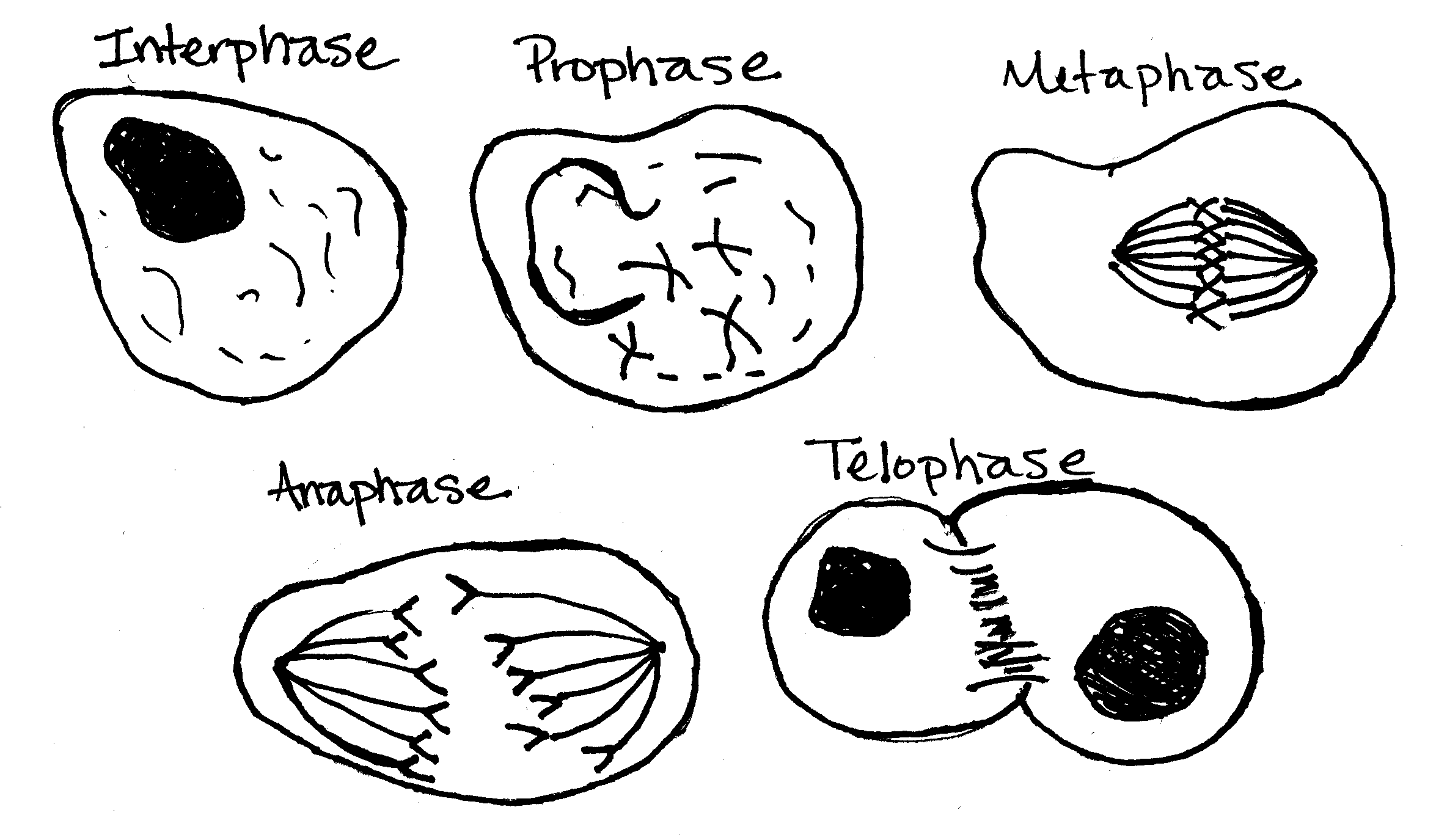 Lab 3 Sample Ap Mitosis & Meiosis BIOLOGY JUNCTION