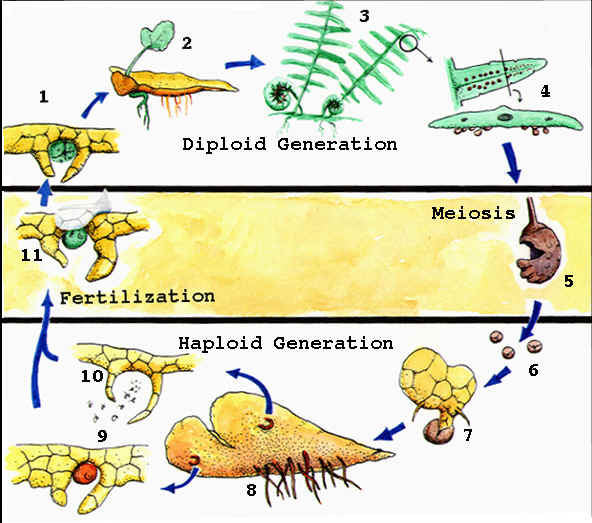 Moss & Fern BIOLOGY JUNCTION