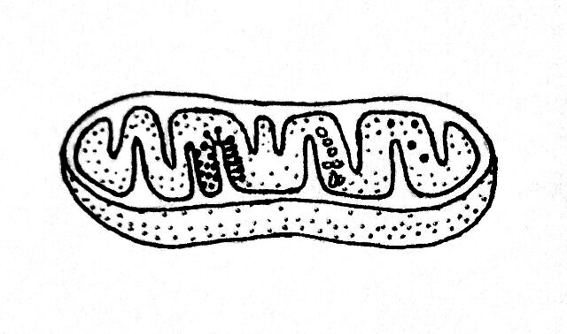 Mitochondria: Definition, Structure, Functions