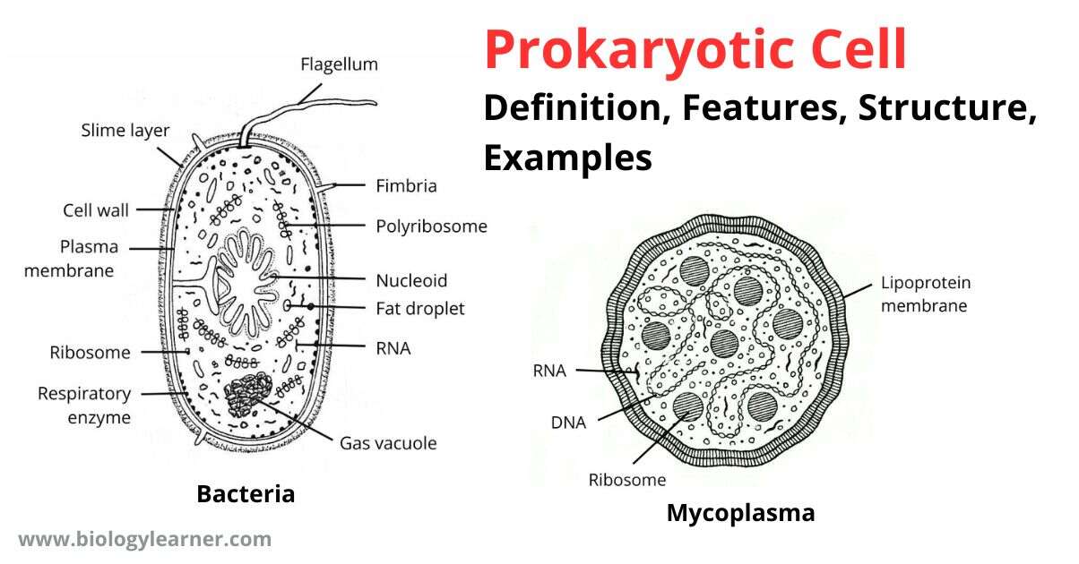 Prokaryotic Cell Definition, Features, Structure, Examples
