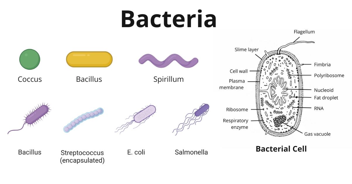 Bacteria Definition, Characteristics, Examples