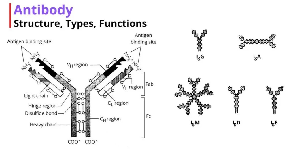 Antibody Diagram Structure