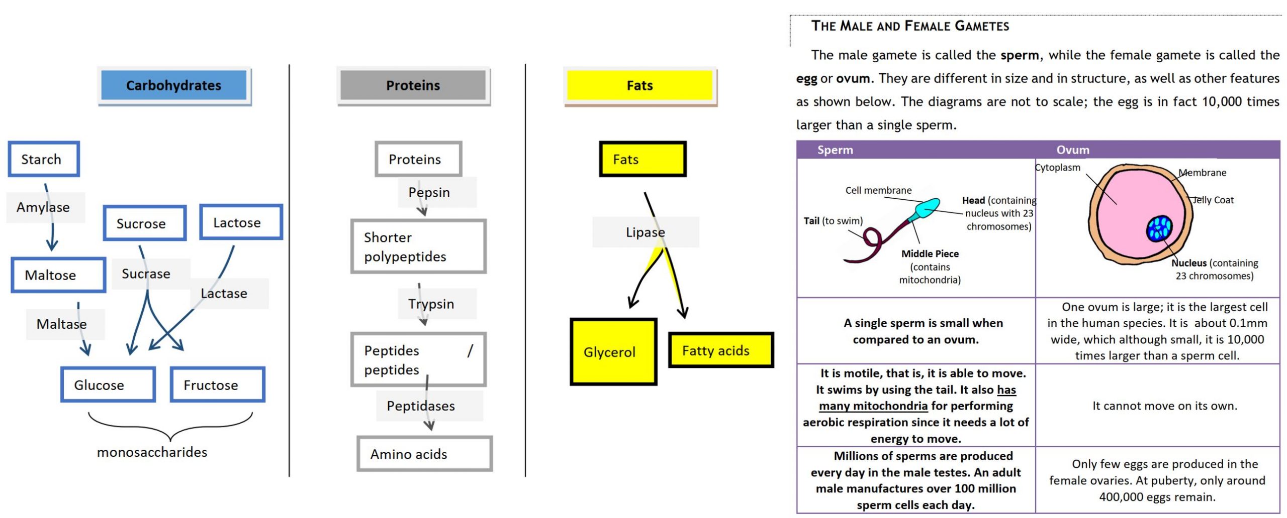 Biology notes O level All packs Biology Private Lessons Malta