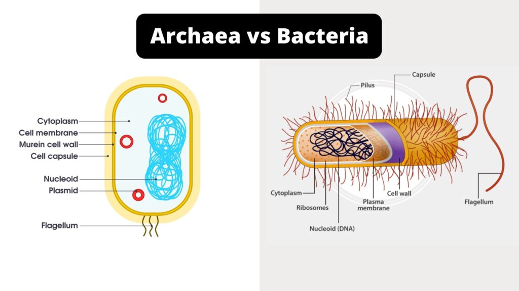 15 Differences Between Archaea and Bacteria Archaea vs Bacteria