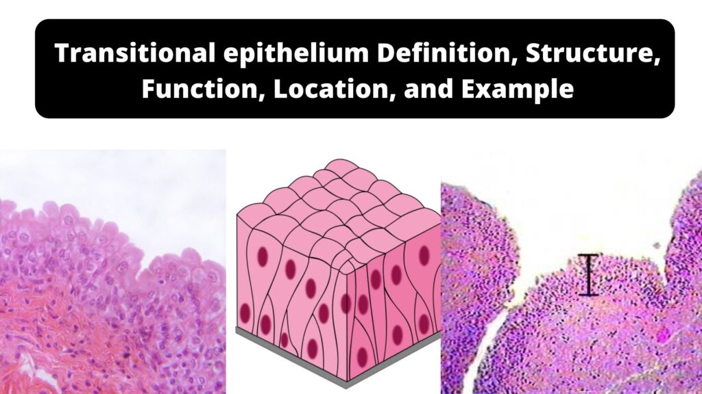 Transitional epithelium - Definition, Structure, Function, Location
