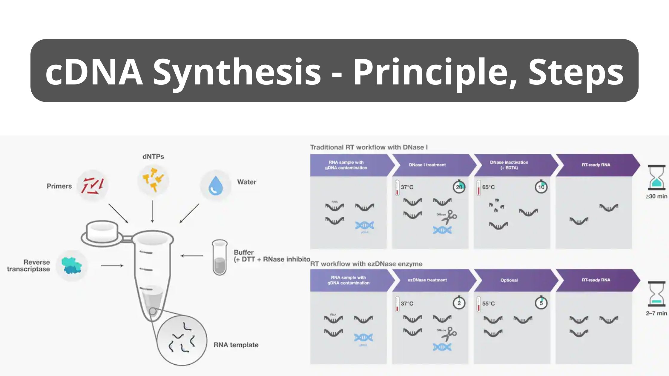 Microbiology Biology Notes Online