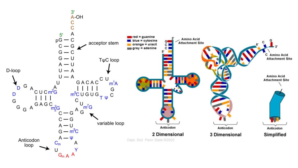 tRNA Structure, Definition, Functions, Types Biology Notes Online