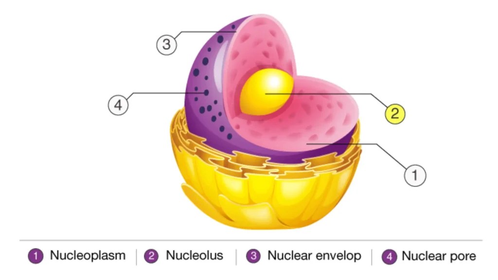 Nucleolus - Definition, Structure, Functions - Biology Notes Online